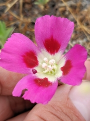 Clarkia speciosa