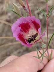 Clarkia speciosa