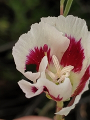 Clarkia speciosa