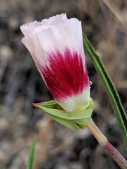 Clarkia speciosa