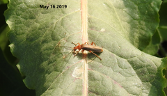 Cantharis soeulensis