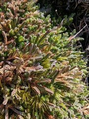 Selaginella wallacei image