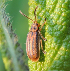 Ophraella notata