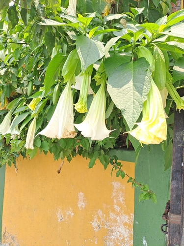 Image of Brugmansia suaveolens by (c) Tarun Meena, some rights reserved (CC BY)