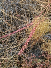 Aphanisma blitoides