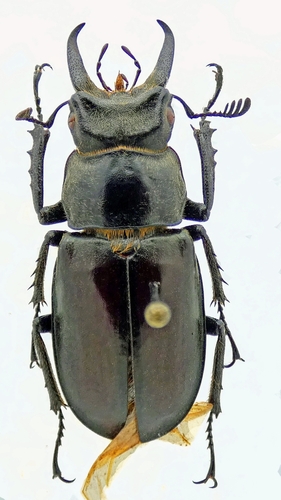Lucanus maedai