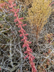 Aphanisma blitoides