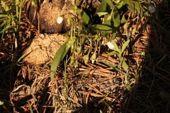 Claytonia multiscapa