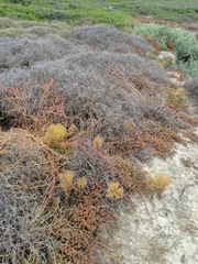 Aphanisma blitoides