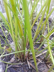 Eleocharis dulcis