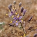 Hooveria purpurea reducta - Photo no hay derechos reservados, subido por Alex Heyman