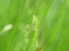 Stellulatae