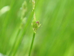 Stellulatae