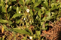 Claytonia multiscapa