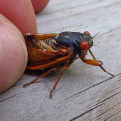 Magicicada cassinii