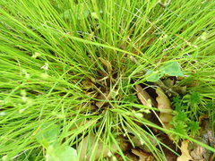 Stellulatae