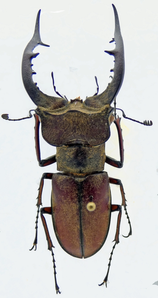 Lucanus tsukamotoi