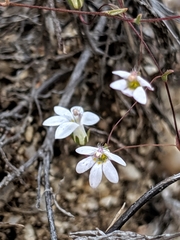 Nemacladus secundiflorus