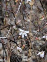 Nemacladus secundiflorus