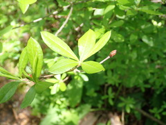 Myricaceae