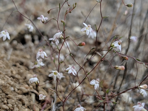 Image of Nemacladus secundiflorus by no rights reserved