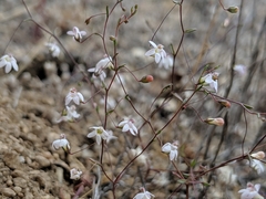 Nemacladus secundiflorus