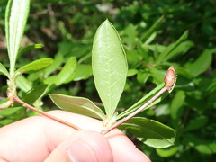 Myricaceae