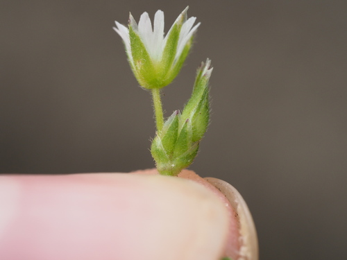 Cerastium glomeratum observed 2024-06-02