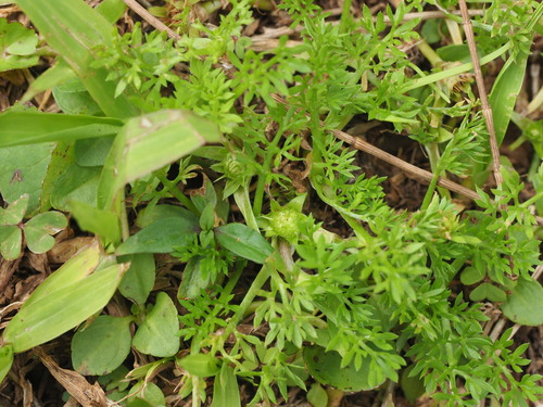 Soliva sessilis observed 2024-06-02