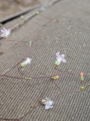 Nemacladus secundiflorus