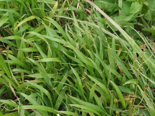 Image of Digitaria henryi by (c) Kevin Faccenda, some rights reserved (CC BY)