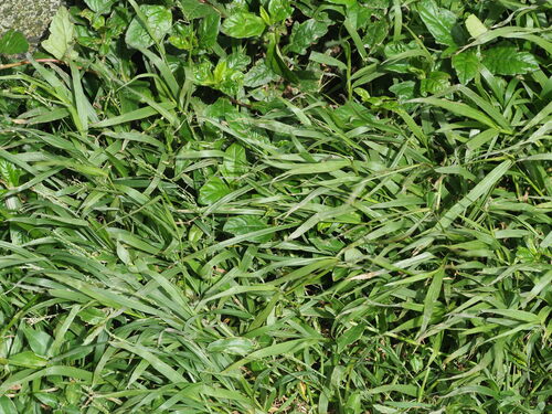 Image of Henry's Crabgrass (Digitaria henryi) by (c) Kevin Faccenda, some rights reserved (CC BY)