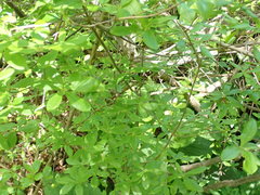 Myricaceae