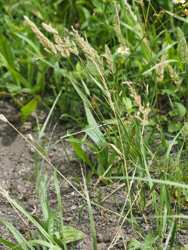 Polypogon fugax observed 2024-06-02