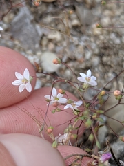 Nemacladus secundiflorus