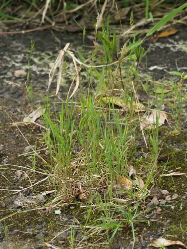 Polypogon fugax observed 2024-06-02