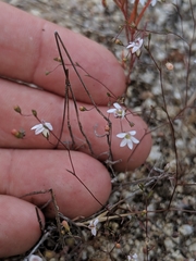 Nemacladus secundiflorus