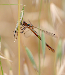 Lestes stultus