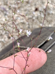 Nemacladus secundiflorus