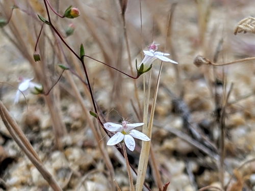 Image of Nemacladus secundiflorus by no rights reserved