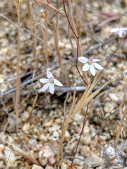 Nemacladus secundiflorus