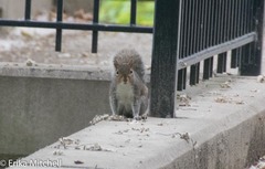 Sciurus carolinensis