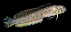 Muzzled Blenny photo 5