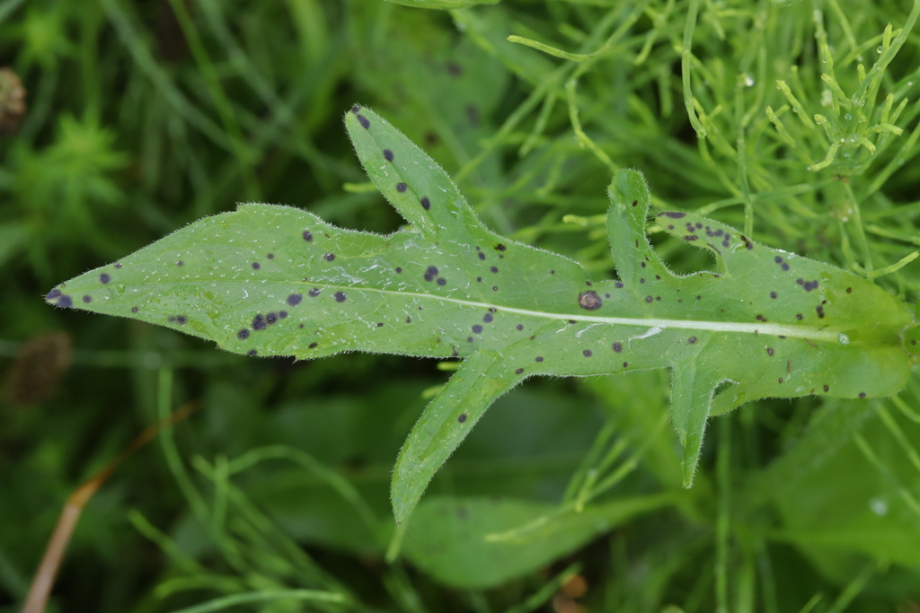 Peronospora knautiae