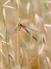 Lestes stultus