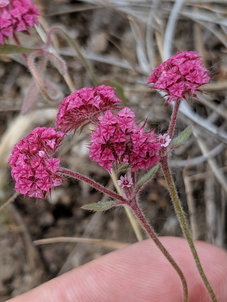 Douglas' Spineflower