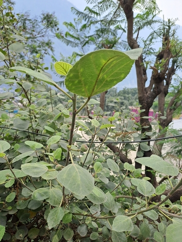 Image of Ficus palmata by (c) Tarun Meena, some rights reserved (CC BY)