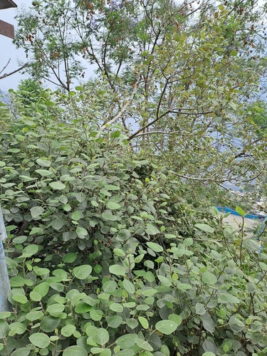 Image of Ficus palmata by (c) Tarun Meena, some rights reserved (CC BY)