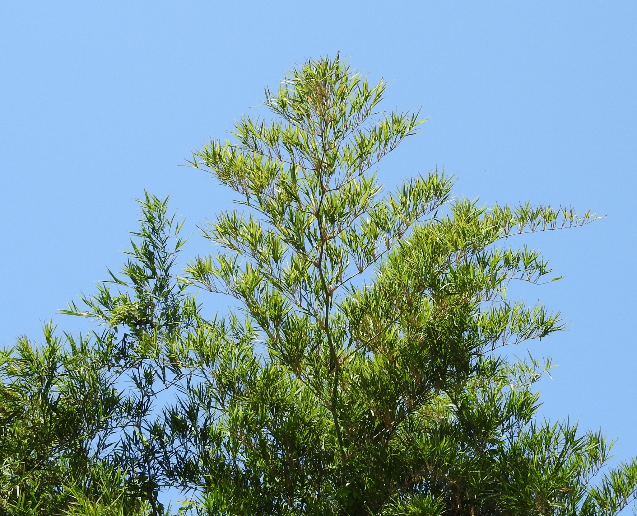 Guadua paniculata
