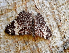 Hamadryas amphinome mazai